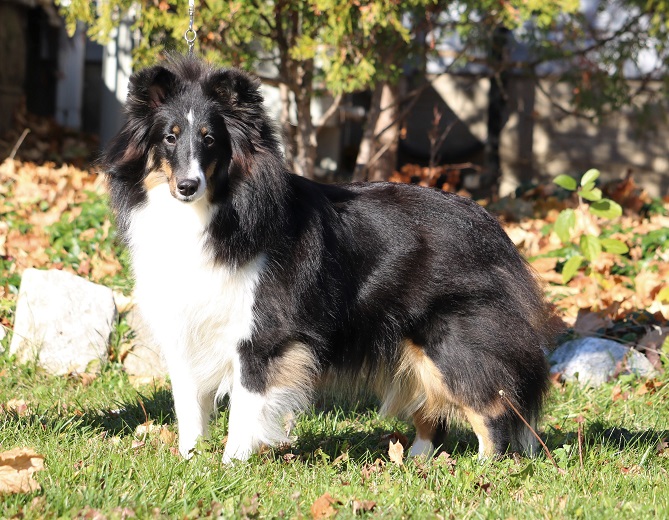 cryptic blue sheltie